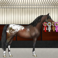 Horse Color:Brown Appaloosa 