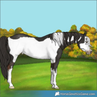 Horse Color:White Spotted Liver Chestnut Frame 