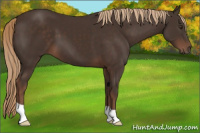 Horse Color:Liver Chestnut 