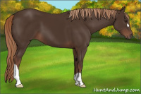 Horse Color:Liver Chestnut 
