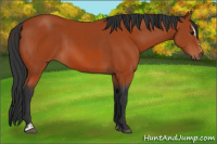 Horse Color:Bay Sabino Rabicano  and Bay Sabino 