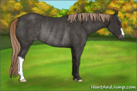 Horse Color:Liver Chestnut Appaloosa Rabicano 