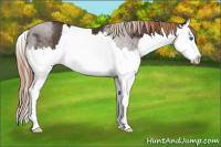Horse Color:Liver Chestnut Splash Appaloosa Rabicano 