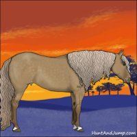 Horse Color:Chocolate Palomino Dun Appaloosa 