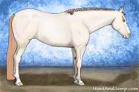 Horse Color:Amber Cream Champagne Roan Pearl Sabino 