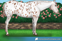Horse Color:Chestnut Appaloosa 