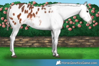 Horse Color:Bay Appaloosa 