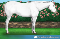 Horse Color:Red Dun Appaloosa 