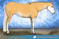 Horse Color:Palomino Sabino