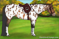 Horse Color:Bay Appaloosa