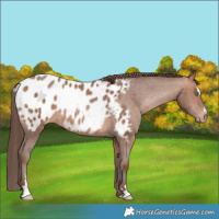 Horse Color:Sable Champagne Sabino Blanket