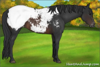 Horse Color:Brown Sabino Appaloosa