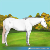 Horse Color:Amber Champagne Roan Dun Near Leopard 
