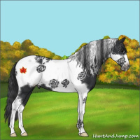 Horse Color:Black Tobiano Frame 