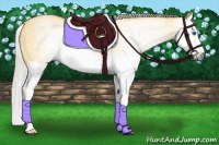 Horse Color:Gray Silver Buckskin Dun Splash Rabicano 