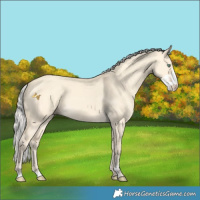 Horse Color:Silver Amber Cream Champagne Dun Sabino 