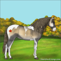 Horse Color:Smoky Blue Onyx Tobiano Appaloosa 