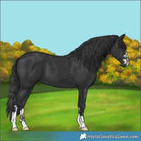 Horse Color:Black 