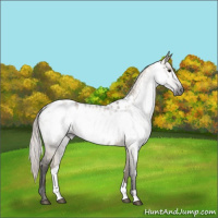 Horse Color:Gray Silver Grullo Near Leopard 