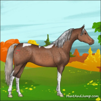 Horse Color:Silver Brown Tobiano 