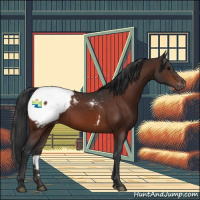 Horse Color:Bay Appaloosa 