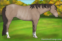Horse Color:Classic Champagne Rabicano