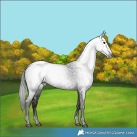 Horse Color:Gray Black 