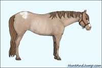 Horse Color:Blue Roan Pearl Appaloosa Rabicano 