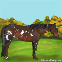 Horse Color:White Spotted Liver Chestnut 