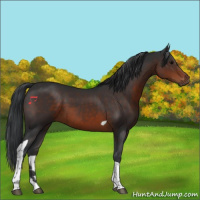 Horse Color:Brown Tobiano 