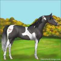 Horse Color:Black Tobiano 