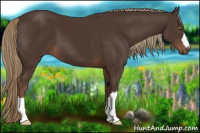 Horse Color:Liver Chestnut 