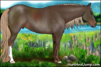 Horse Color:Liver Chestnut 