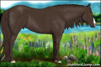 Horse Color:Liver Chestnut 