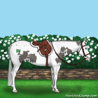 Horse Color:White Spotted Grullo Splash Tobiano 