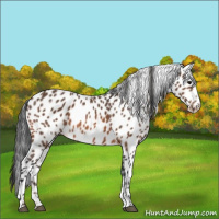 Horse Color:Bay Sabino Leopard 