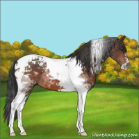 Horse Color:Bay Tobiano 