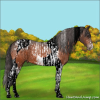 Horse Color:Brown Tobiano and Brown Tobiano Appaloosa