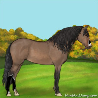 Horse Color:Brown Dun 
