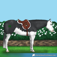 Horse Color:Black Splash 