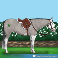 Horse Color:Grullo Roan Splash 