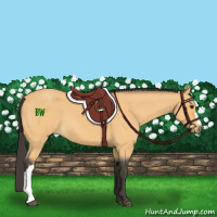 Horse Color:Buckskin Roan 