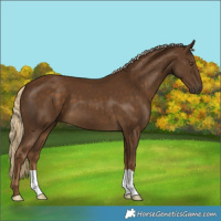 Horse Color:Chocolate Palomino