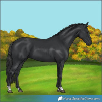 Horse Color:Black 