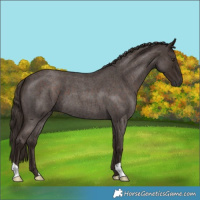 Horse Color:Liver Red Roan 