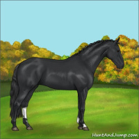 Horse Color:Black 