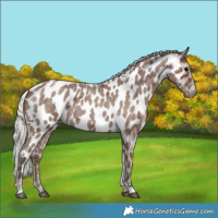 Horse Color:Silver Blue Roan Near Leopard 