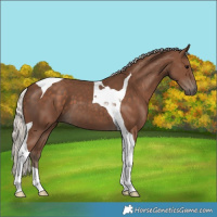 Horse Color:Silver Black Tobiano 
