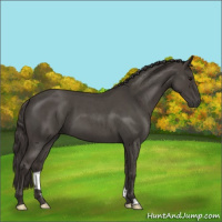 Horse Color:Smoky Blue Roan 