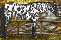 Horse Color:Black Near Leopard 